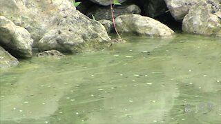 Algae spotted on M canal in western Palm Beach County as blooms continue