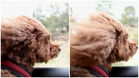A dog enjoying a trip by peeking out of a car window | Cute Animal