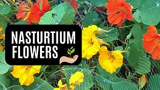 Nasturtium Flowers: A Quick Overview