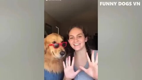 Funny Dog Reaction Must Watch- Complication #2022