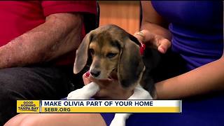 Rescues in Action: Olivia