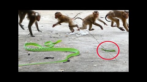 Attack between snake and monkey like a funny kids