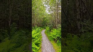 Birch trees at Rowardennan on The West Highland Way Scotland #westhighlandway #hiking #shorts