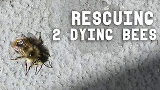 Rescuing 2 Dying Balcony Bees