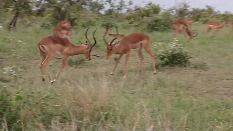 😍🤣wildlife deer fun🦌🦌 😊