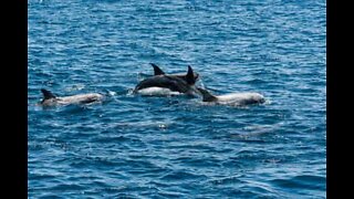Dolphins swimming alongside kayaks in Ireland