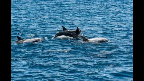 Dolphins swimming alongside kayaks in Ireland