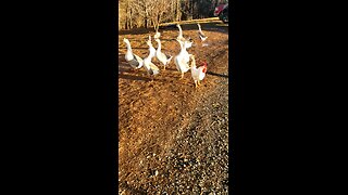 Feeding geese at the farm