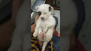 my first vlog 2022 on youtube ❤🐕New Born Cute Puppy Dog🐕newborn puppies crying🐕