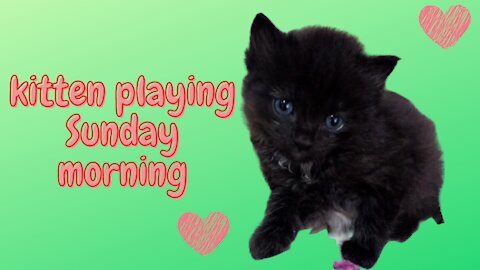 kitten playing Sunday morning
