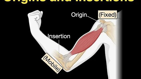 Origins and Insertions