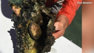 Devastating discovery on the Indian River Lagoon: Dead conch covered in muck