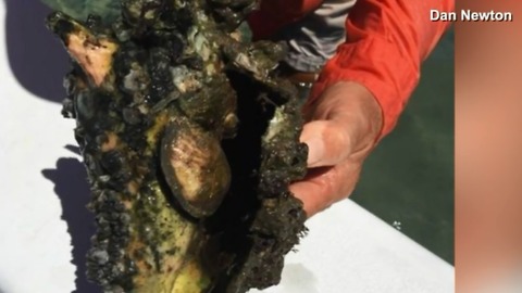 Devastating discovery on the Indian River Lagoon: Dead conch covered in muck