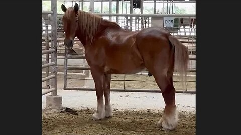 URGENT! Belgian Draft horse loaded on a truck to ship to slaughter pulled off at the last minute
