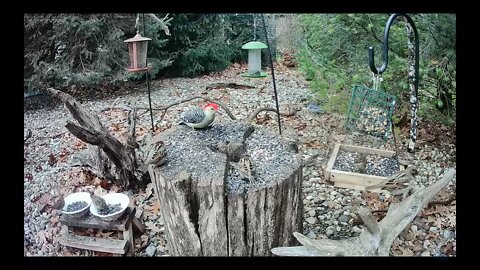 A Northern Flicker Visits the Feeder Followed by a Red-bellied Woodpecker