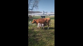 Momma cow feeding baby girl calf.