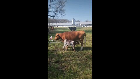 Momma cow feeding baby girl calf.