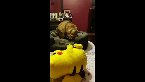 Owner Tricks Cat Into Thinking Toy Is Alive
