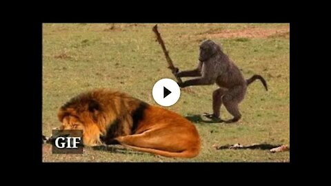 Funny Animals ; Funny video TRY NOT TO LAUGH!