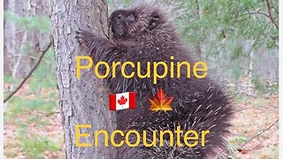Porcupine Encounter in Canada