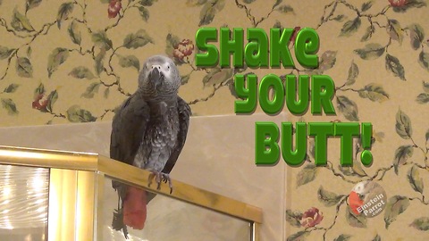 Parrot demands that you shake your booty