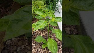 Bell pepper leaves are delicious,