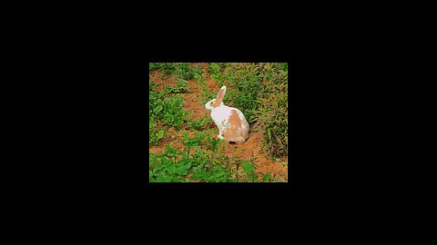 Rabbit playing in garden