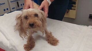 Severely matted dogs under SPCA care | Niagara SPCA Shelter Medical