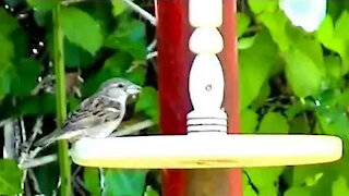 IECV NV #117 - 👀 House Sparrows Eating At The Feeder 10-13-2015
