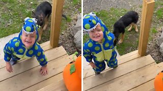 Pup thinks kid's Halloween costume is a chew toy