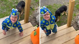 Pup Thinks Kid's Halloween Costume Is A Chew Toy