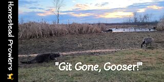 Homestead Cats Defend Driveway Against Pooping Geese and Deer