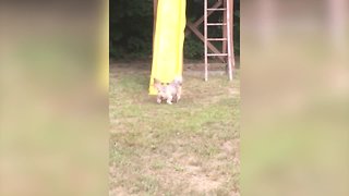 Pup Can't Figure out the Slide