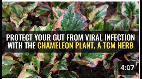 Protect your gut from viral infection with the chameleon plant, a TCM herb