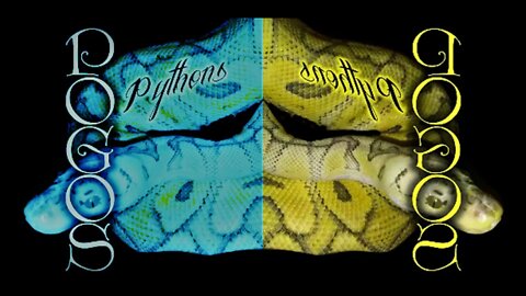Warning live feeding oops We cant all be scientists #livefeeding #pogospythons #ballpython
