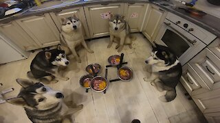 Pack of obedient huskies wait for command to eat