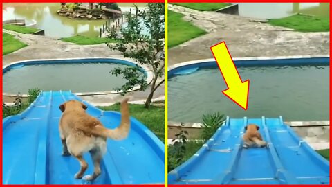 Dog Falls from A Water Slide AND... 🐶🤯