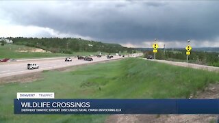 Denver7 Traffic Expert Jayson Luber discusses wildlife crossings after deadly crash