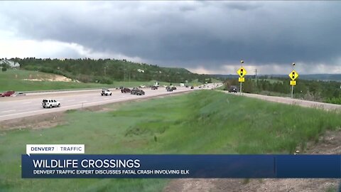 Denver7 Traffic Expert Jayson Luber discusses wildlife crossings after deadly crash