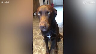 Dog steals tomato but pretends he didn't!