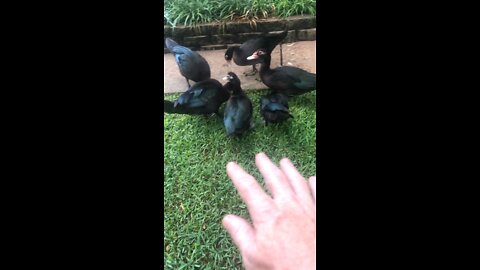 6 black Muscovy ducks