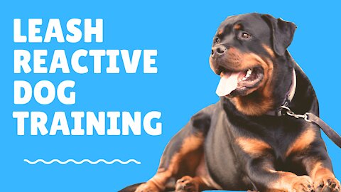 Leash Reactive Training Turn Your Dog into a Genius!