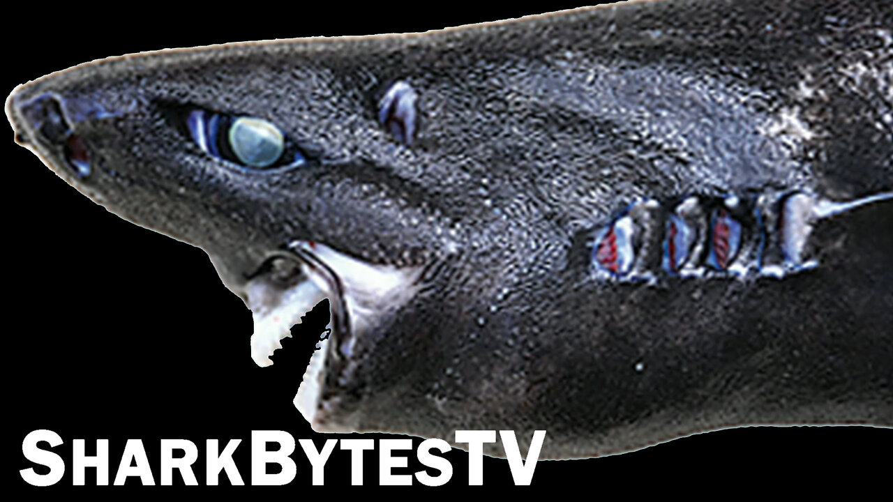 Shark Bytes TV Ep 19, Glow in the Dark Ninja Shark Discovered ...