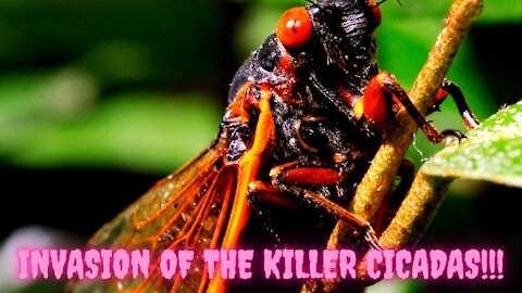 Invasion Of The Killer Cicadas!!!