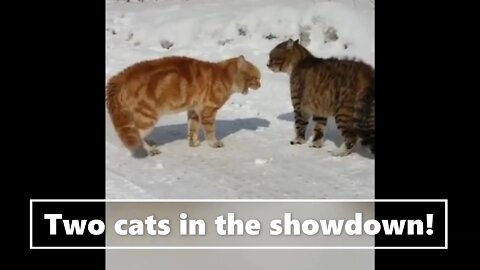 Two cats in the showdown!