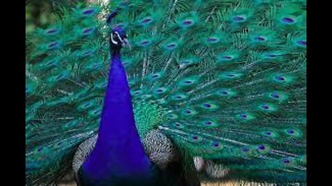 look at the peacock