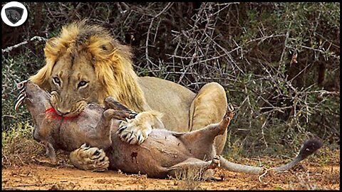 10 Prey Attacked By Lion So Brutally Caught On Camera (1)