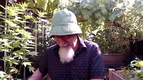 Comic Book Haul & Grape Harvest from Our Patio Garden: An Open Discussion [ASMR]