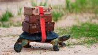 Turtles on the Move
