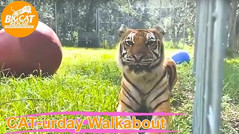 CATurday Walkabout with Amanda and Kristen at Big Cat Rescue 08 19 2023